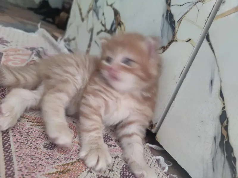kittens Available — photo 4