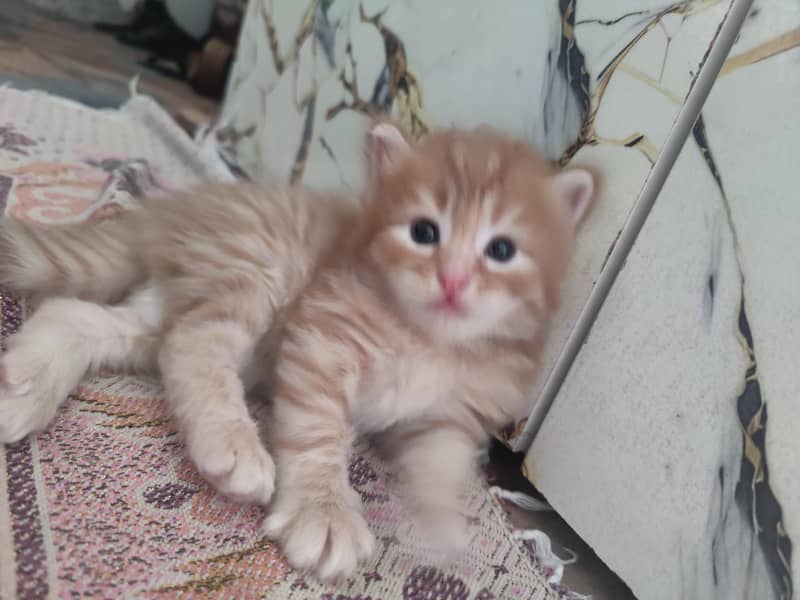 kittens Available 4