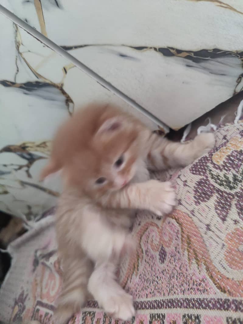 kittens Available 5