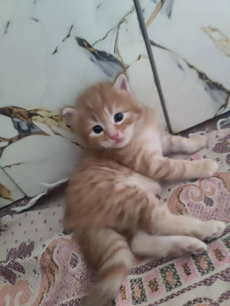 kittens Available 6