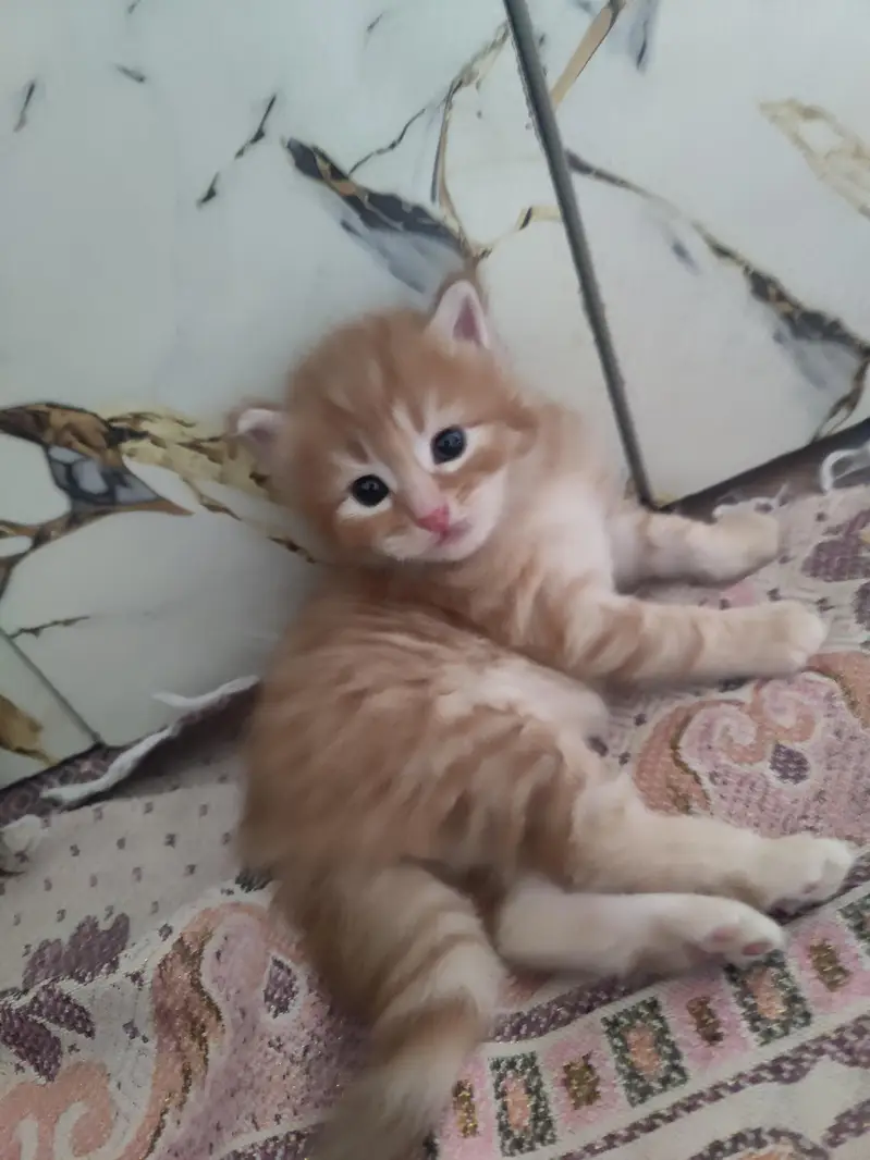kittens Available — photo 7