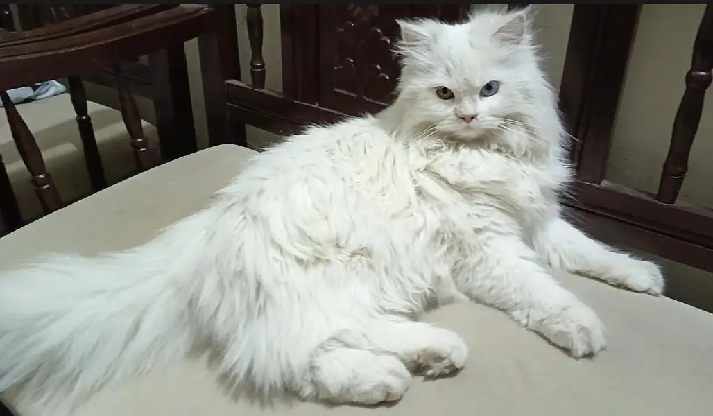 Persian female cat in odd eyes — photo 5