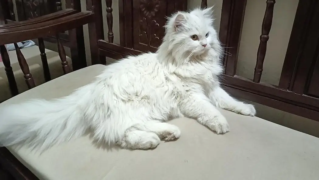 Persian female cat in odd eyes — photo 6