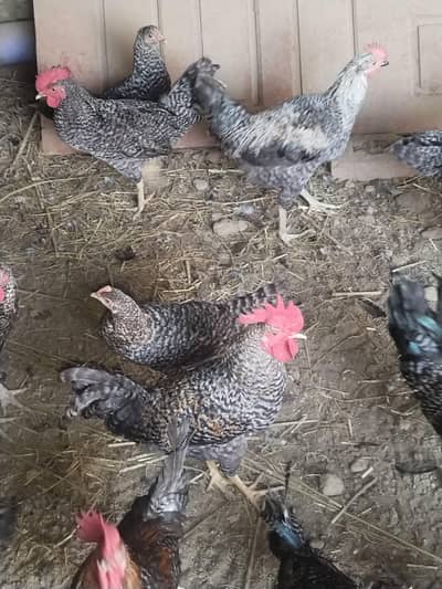 ready to laying egg