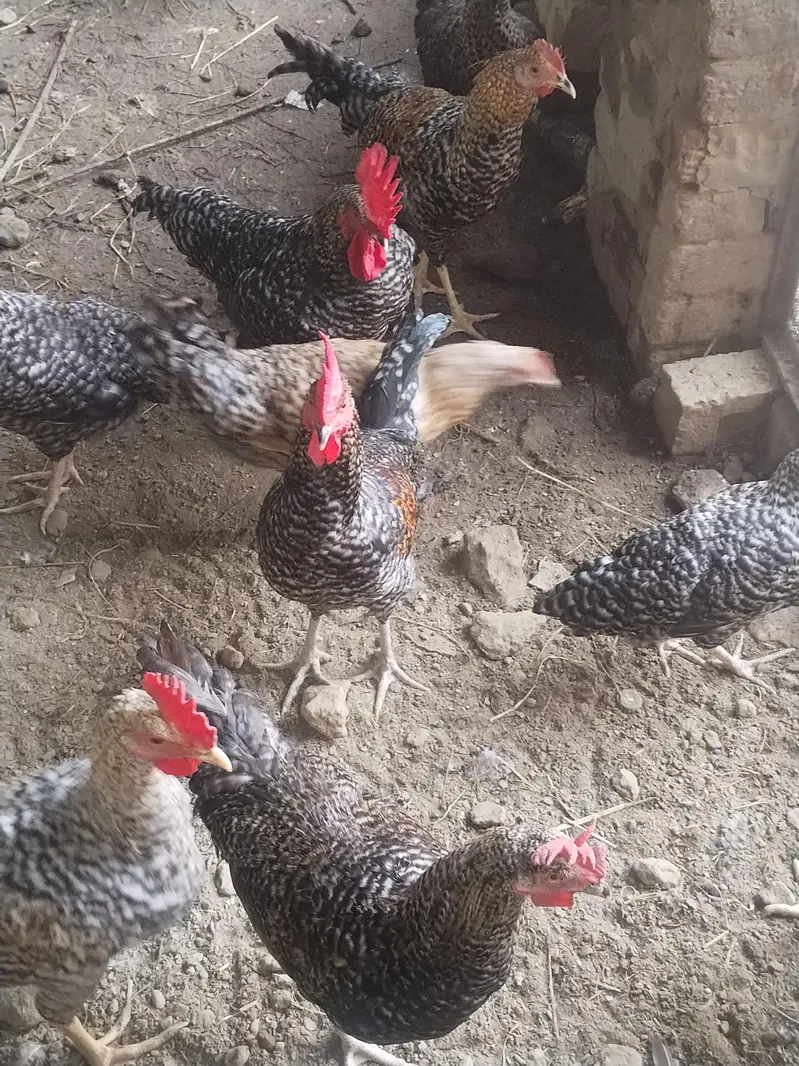 ready to laying egg — photo 2