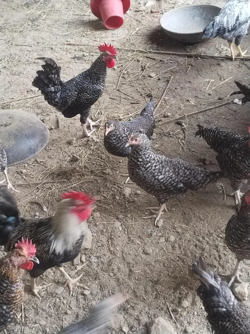 ready to laying egg — photo 3