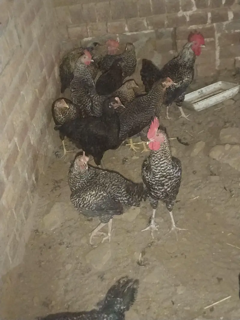 ready to laying egg — photo 4