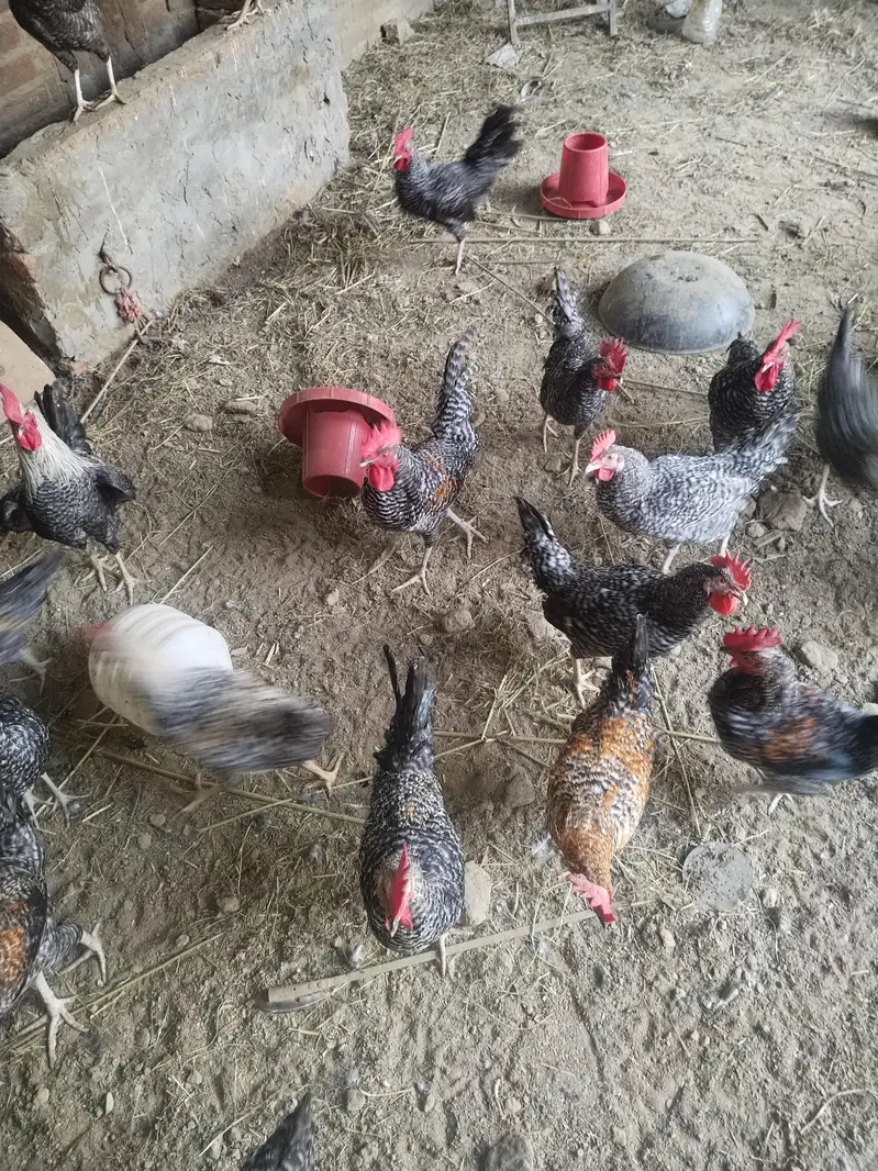 ready to laying egg — photo 5
