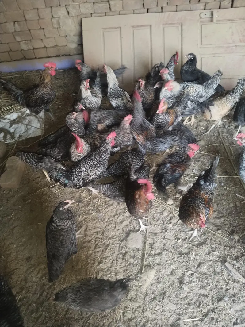 ready to laying egg — photo 6