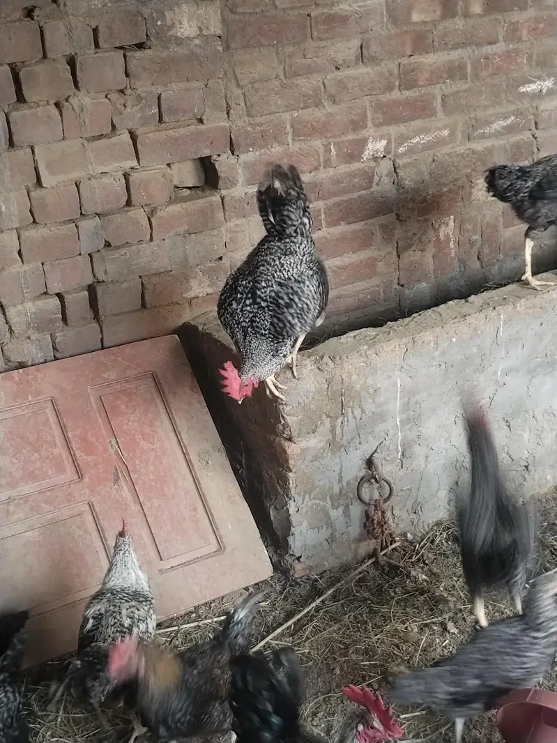 ready to laying egg — photo 7