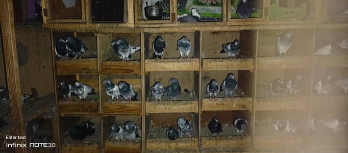 different price different pigeon
