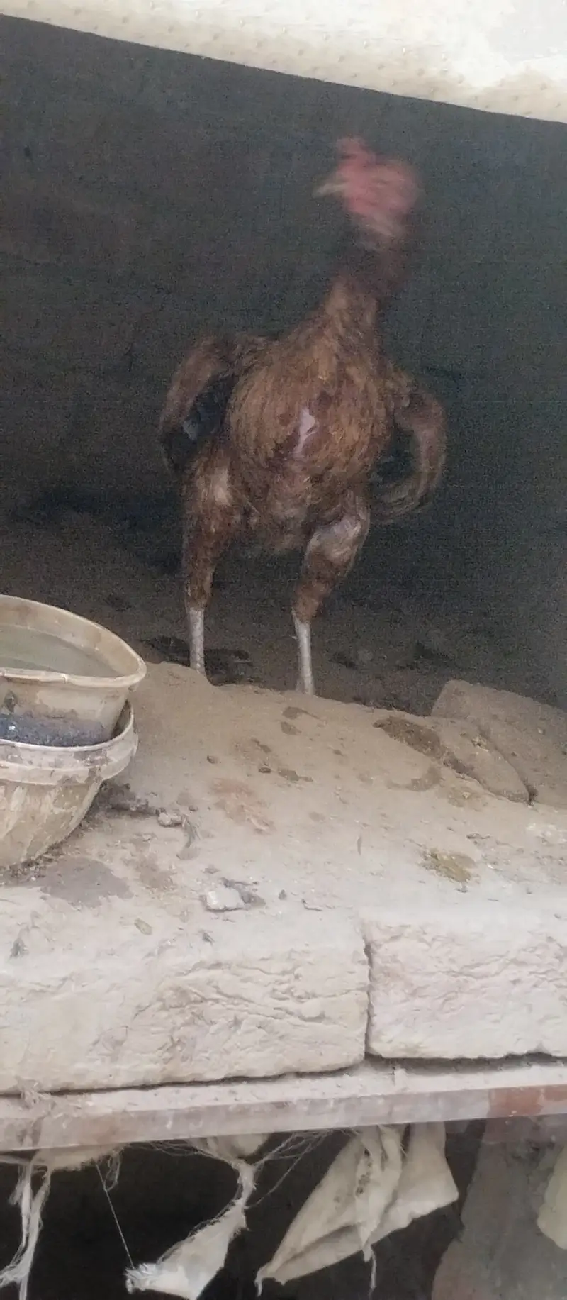 Desi Murgs cross may murgi for sale for call WhatsApp 03200235493 — photo 3