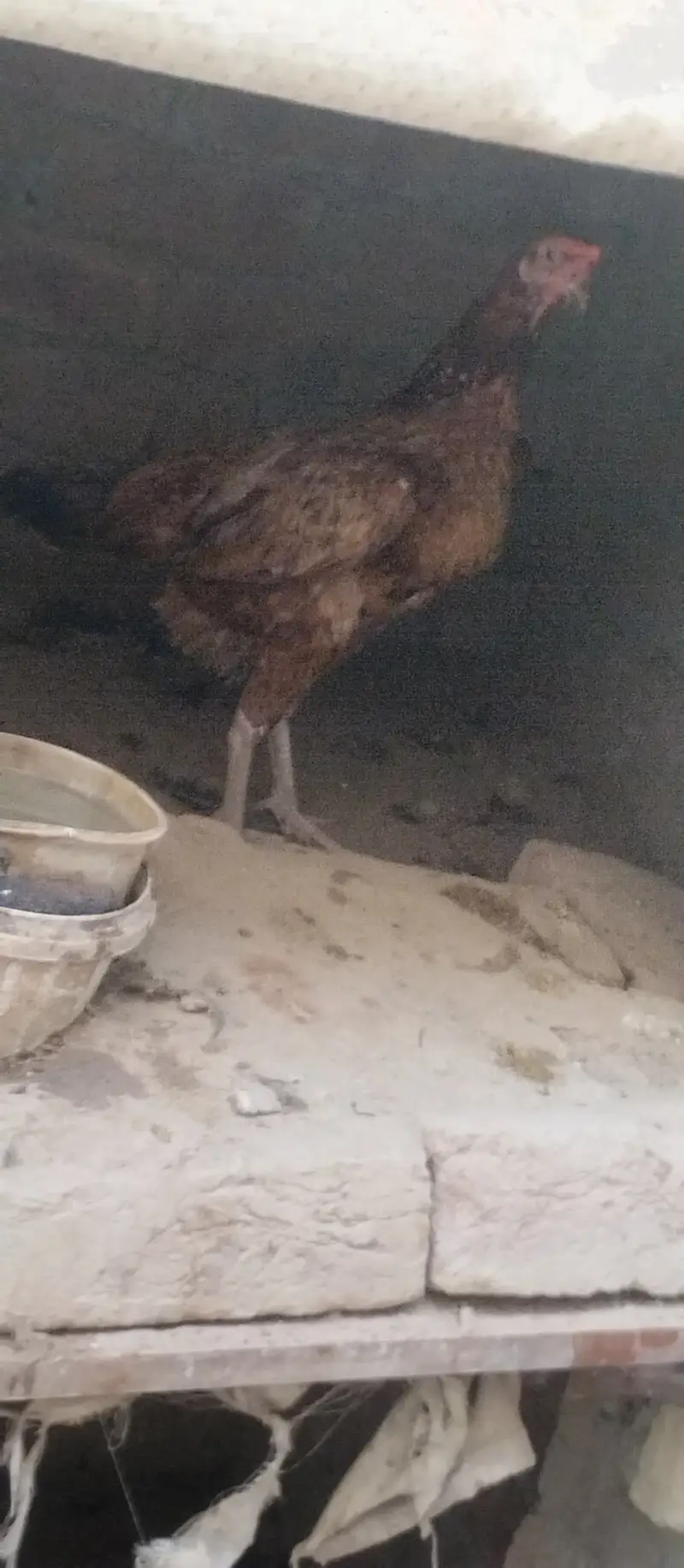 Desi Murgs cross may murgi for sale for call WhatsApp 03200235493 — photo 4