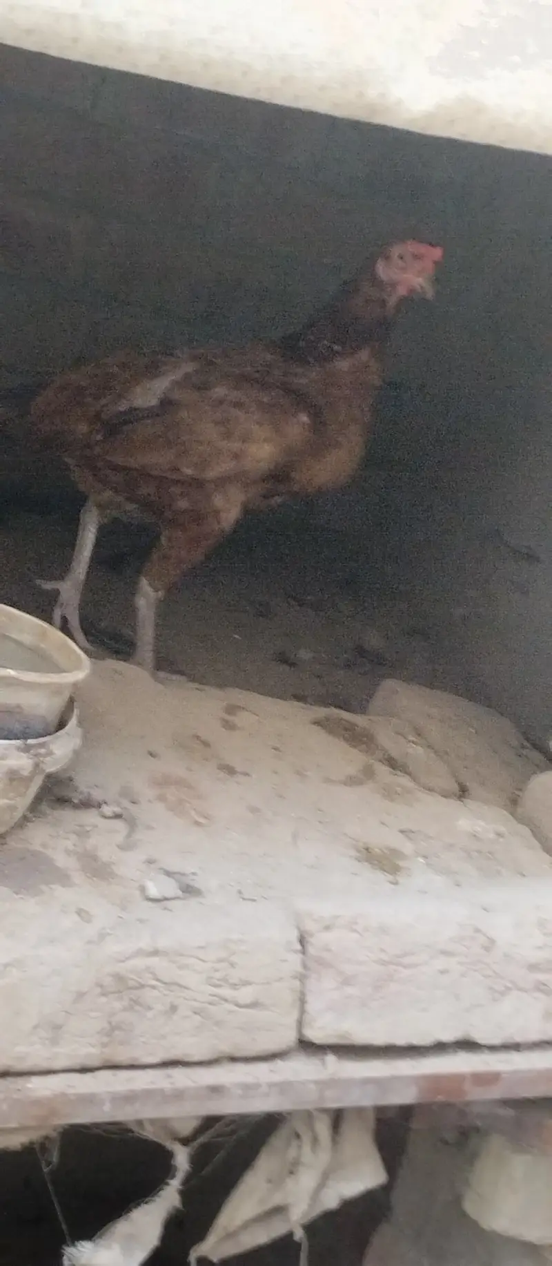 Desi Murgs cross may murgi for sale for call WhatsApp 03200235493 — photo 5