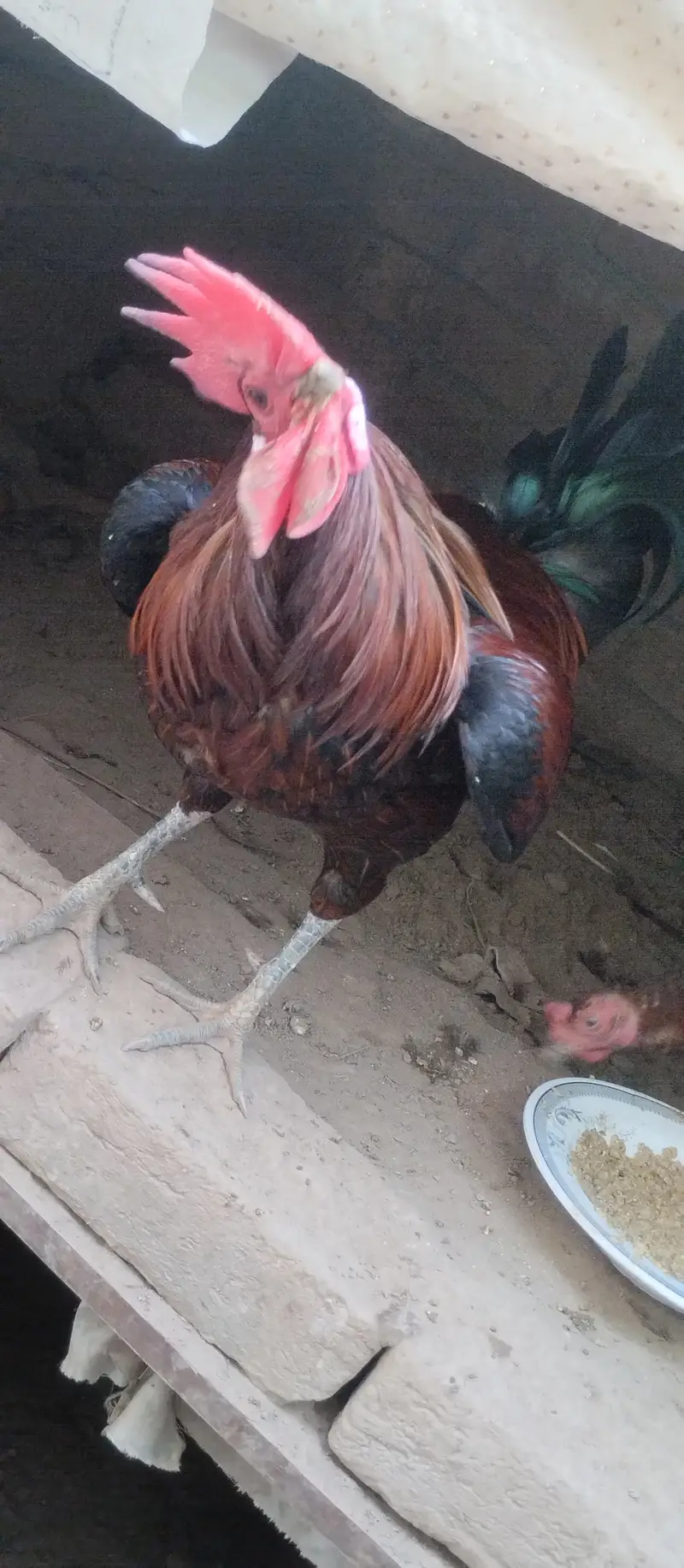 Desi Murgs cross may murgi for sale for call WhatsApp 03200235493 — photo 6