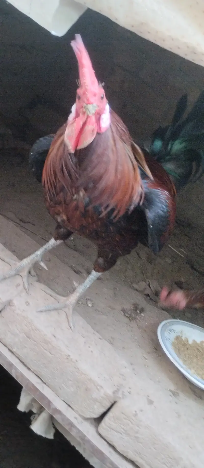 Desi Murgs cross may murgi for sale for call WhatsApp 03200235493 — photo 8