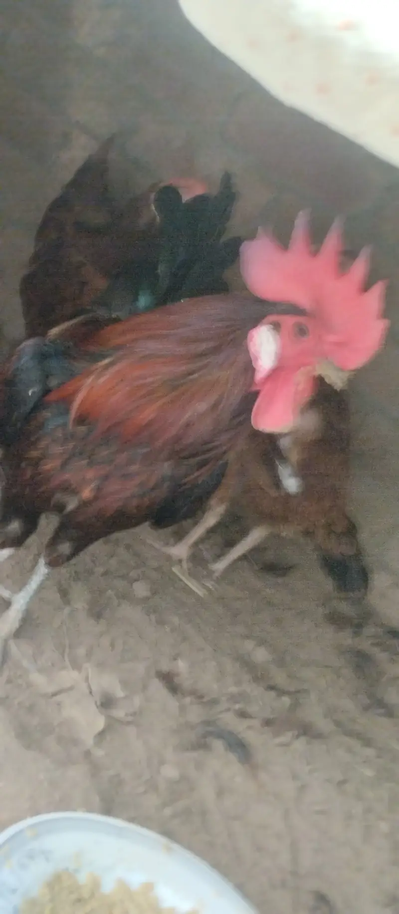 Desi Murgs cross may murgi for sale for call WhatsApp 03200235493 — photo 10