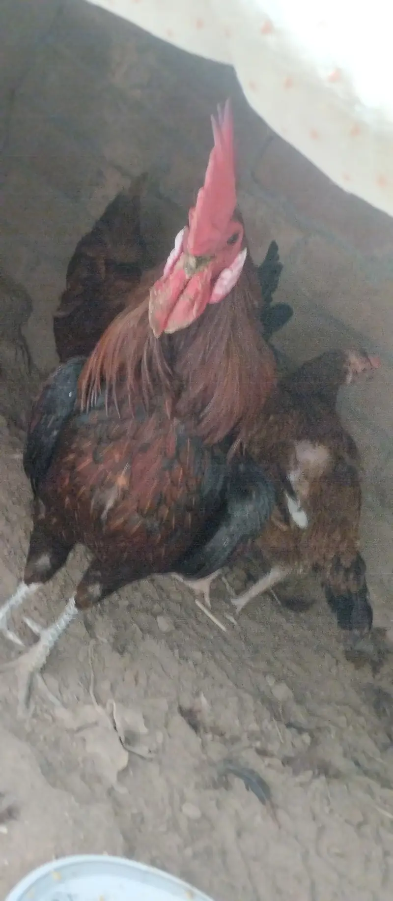Desi Murgs cross may murgi for sale for call WhatsApp 03200235493 — photo 11