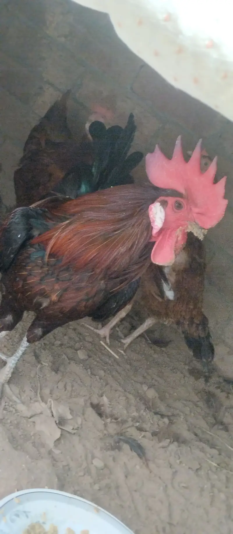 Desi Murgs cross may murgi for sale for call WhatsApp 03200235493 — photo 12