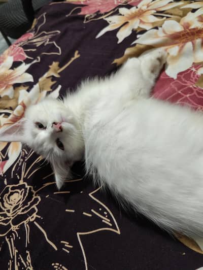 Persian kitten double coated male 1.5 month old