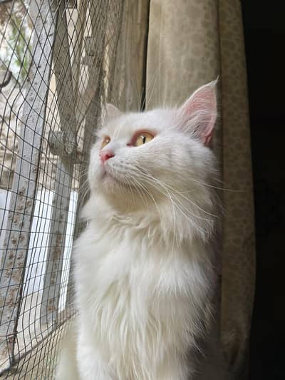 Persian  cat