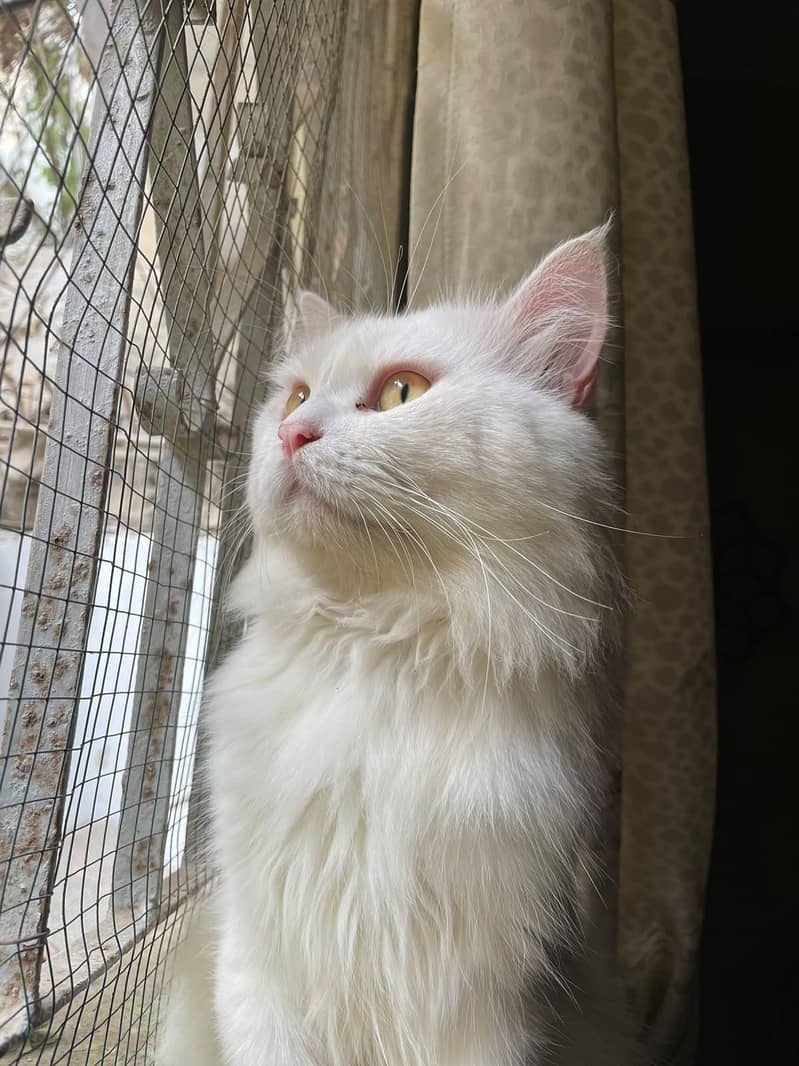 Persian  cat 0