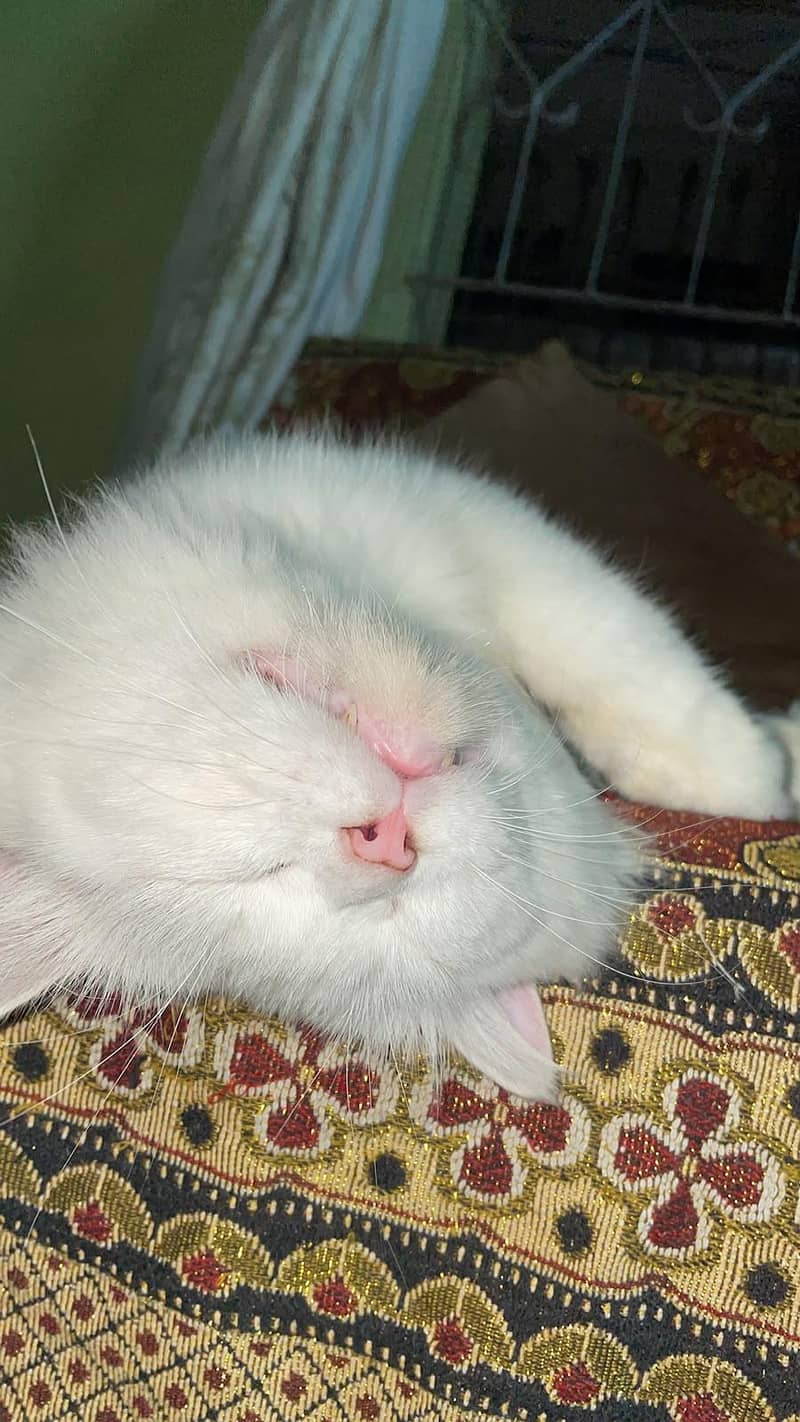 Persian  cat 1