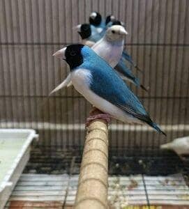 blue goldian femails available
