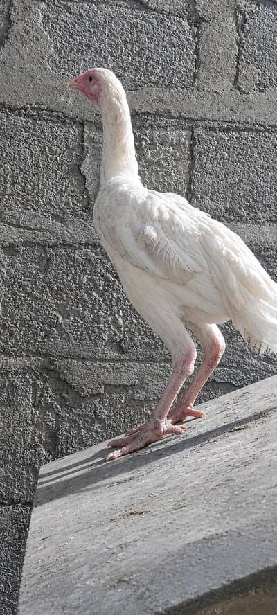 Heera White Aseel Hens – Healthy & Active