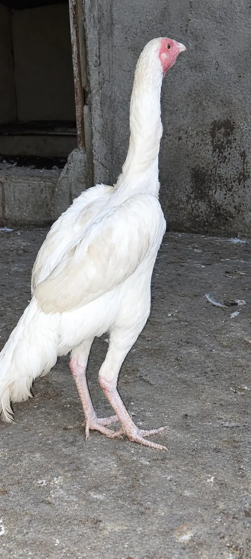 Heera White Aseel Hens – Healthy & Active — photo 2