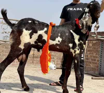 Amratsari Beetal breeder buck / Male