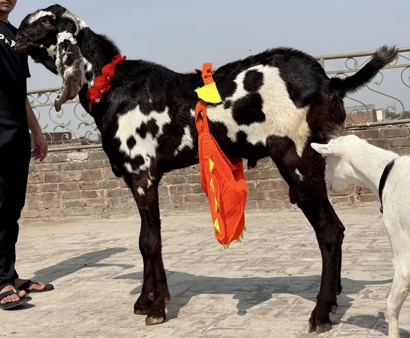 Amratsari Beetal breeder buck / Male — photo 6