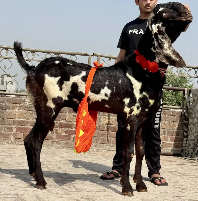 Amratsari Beetal breeder buck / Male — photo 7