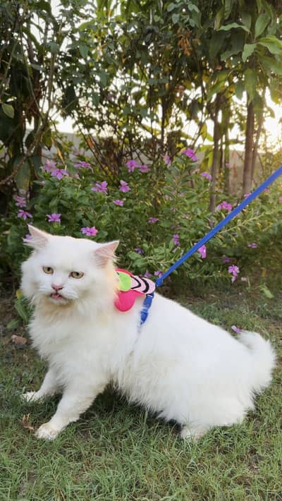 Pure White Turkish Angora Male Cat