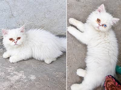 full shade pension cat pair