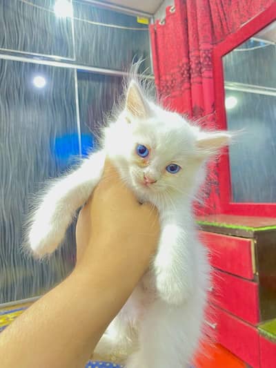 Persian Kitten double coated