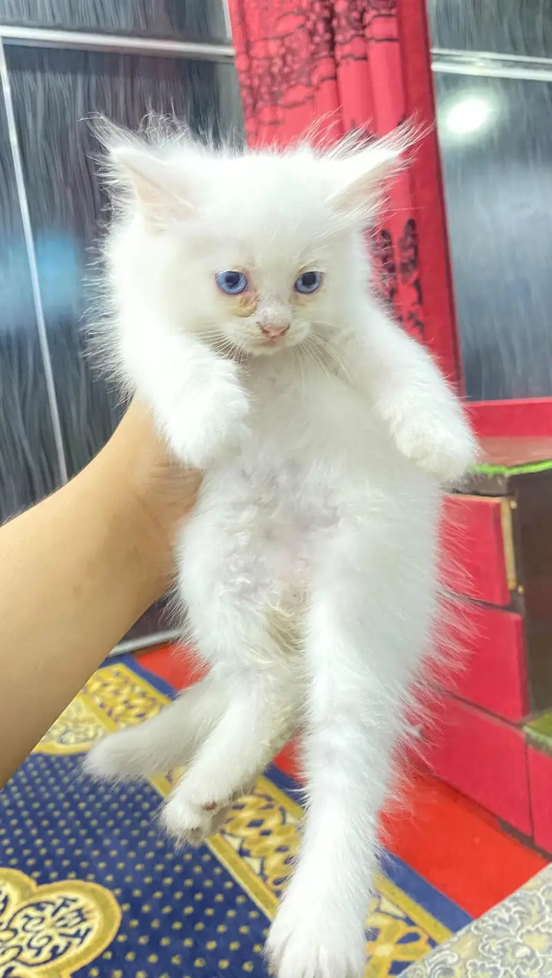 Persian Kitten double coated — photo 2