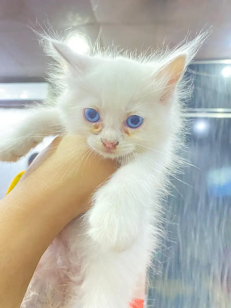 Persian Kitten double coated — photo 3