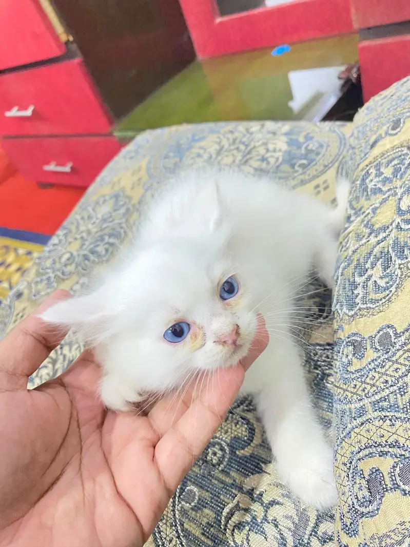 Persian Kitten double coated — photo 4