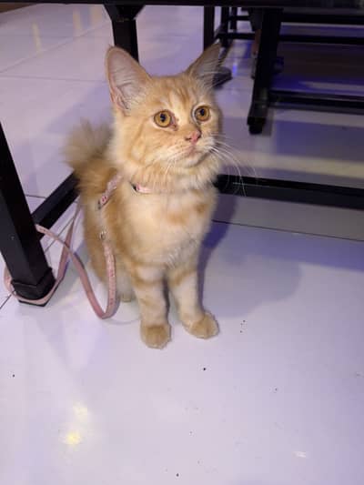 Cute & Healthy Cat for Sale | Friendly & Playful