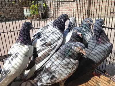 pigeon for sale