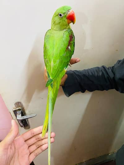 handtame raw parrot, Kashmiri, Alexander parrot