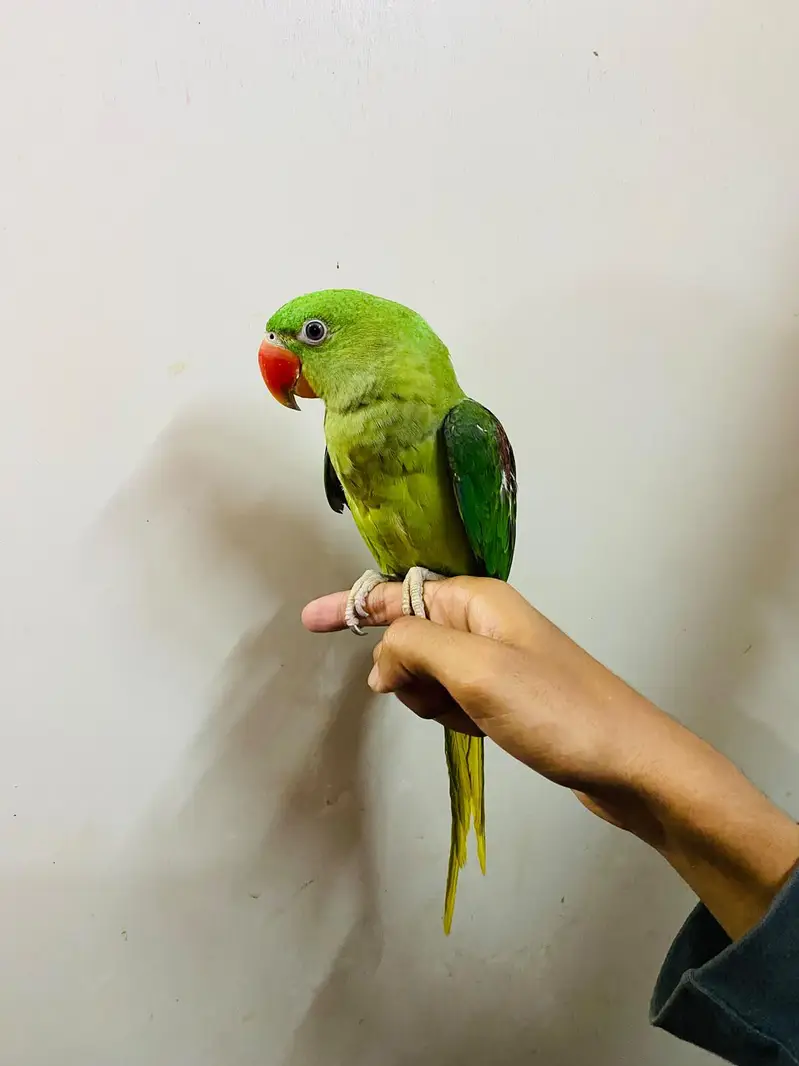 handtame raw parrot, Kashmiri, Alexander parrot — photo 2