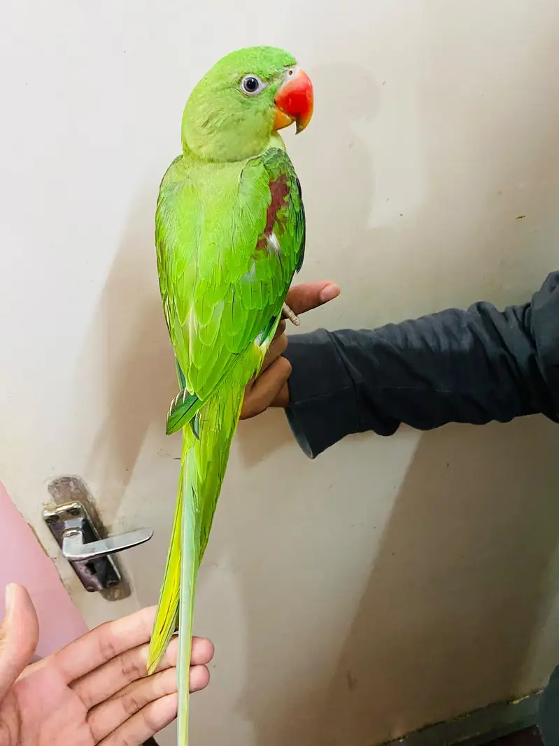 handtame raw parrot, Kashmiri, Alexander parrot — photo 3