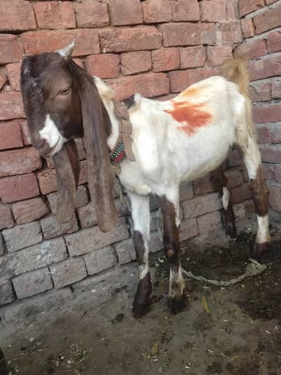 kamori Sindhi Bakra 4 month ka