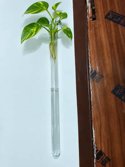 money plant glass tube