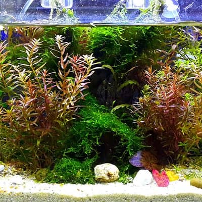 Aquarium Plants