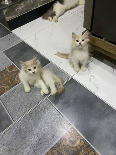 persian kitten available