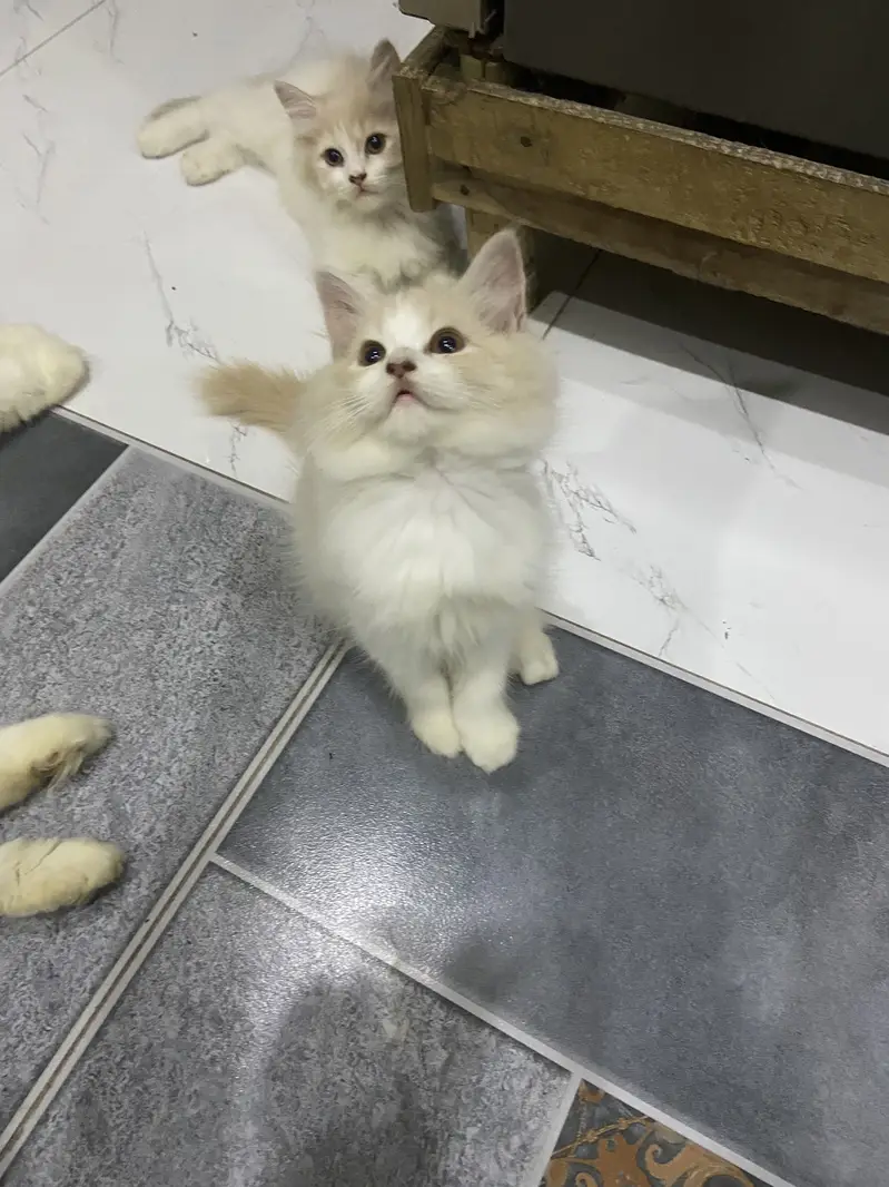 persian kitten available — photo 2