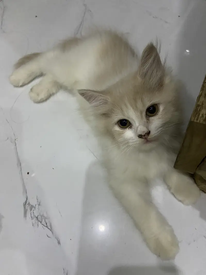 persian kitten available — photo 3